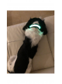 Iluminačný obojok na psíka, zelený- S/M (31/41cm)